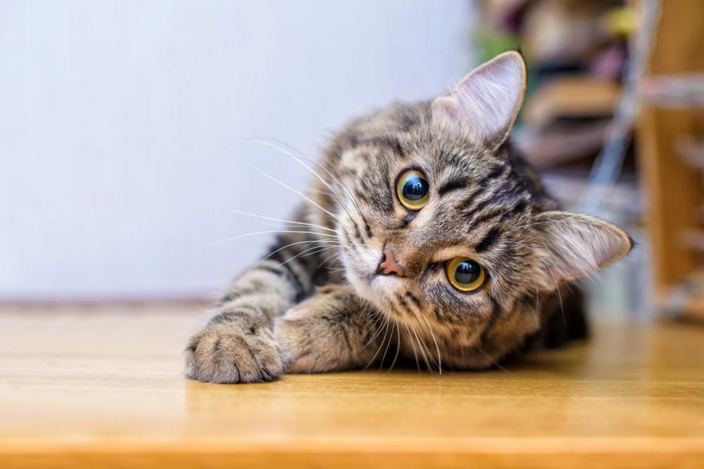 chat looping & oups