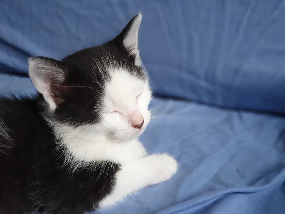 garderie animaux