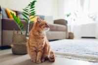visite animaux looping oups