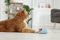 tarifs chat looping & oups (3)