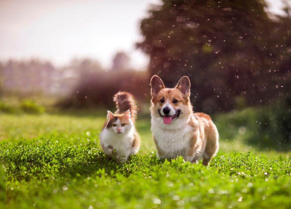 chat chien association